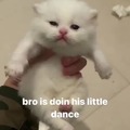 White cat dance
