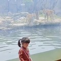 tigre intentando cazar
