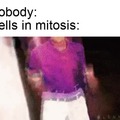 cells in mitosis