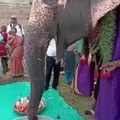 Happy birthday for this elephant
