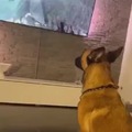 This dog is asking itself what will happen next