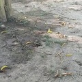 commented item thumbnail
