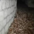 commented item thumbnail
