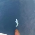 Dolphin enjoying a swim in front of a boat