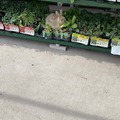 Walmart Rabbit don't give a f___!