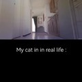 Cats in anime vs in real life