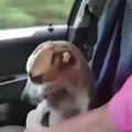Doggo is really grateful, but what about the wheel