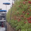 Drones used in harvesting