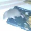 Post this rat