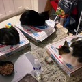 Gato y pizza