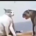 Gatos peleando