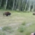 Pitbull attacks a bison and quickly finds out...