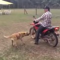 Smart dog knows how to ride