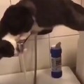 Ok, so it's not just my cat who does stupid shit like this with the faucet
