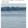 Water chicken pulled a Jesus before landing