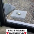 Wholesome bird buddies