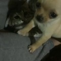 Chihuahua vs Gato [FamilyVideosHD]