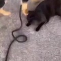 Perro adorable odia al gato