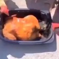 pollos canibalistas