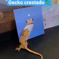 Especie gecko