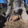Squirrel gets scared