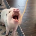 Cerdo comiendo