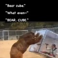 Bear cube