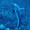 Dolphin playing like a smart boy