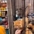 wholesome cat wants to be adopted