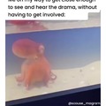 That us the CUTEST octopus