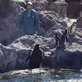 That's a big baby penguin!