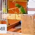 Papagaio n conhece a gravidade