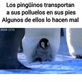 Los pinguinos son malos padres