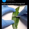 Oxygen production of mango leaf.