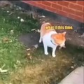 Cat vs mouse conversation