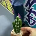 bromita con cactus