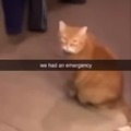 Cat emergency