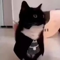 Gato jumpscare