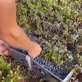 Harvesting blueberries with a berry picking tool