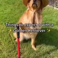 Golden Gold retriever video