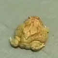 commented item thumbnail