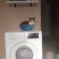 cat is waiting for it