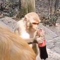 Macaco ladrão fumante