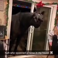 That's not a horse