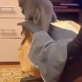 Cat rotation