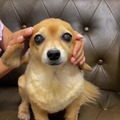 commented item thumbnail