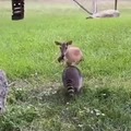 Raccoon meets deer