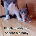 Daddy cat is not proud at first