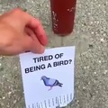Cansado de ser un pájaro?