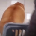 El perro esta algo gordo, Gracias a "Rapid Liquid" por el video. ADVERTENCIA el video esta en ingles :0.